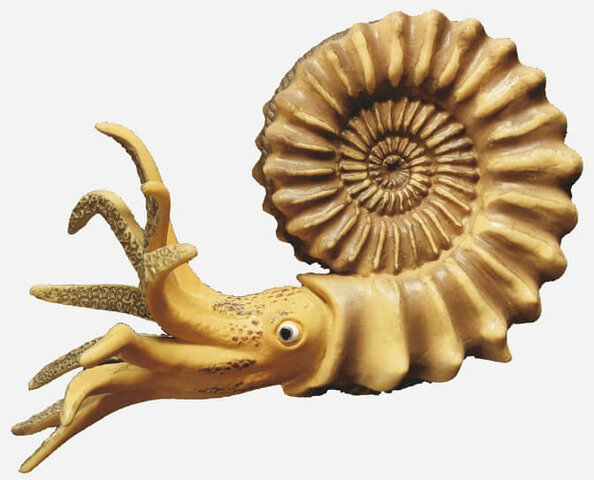 AMMONIT - FÒSSIL GUIA