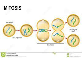 Mitosis