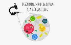 DESCUBRIMIENTO DE LA CÉLULA Y LA TEORÍA CELULAR: