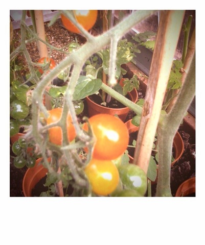 greenhouse toms ready