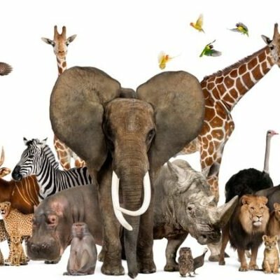 Timeline: HISTORIA DE LOS VERTEBRADOS