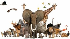 Timeline: HISTORIA DE LOS VERTEBRADOS