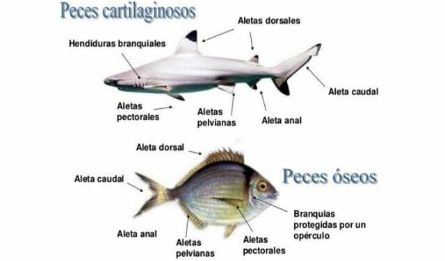 PECES CARTILAGINOSOS
