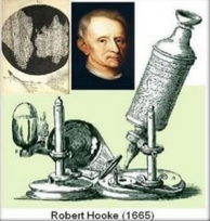Robert Hooke