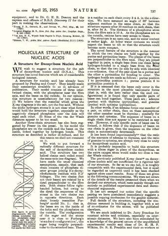 “Estructura molecular de los ácidos nucleicos. Una estructura para el ácido nucleico de desoxirribosa”