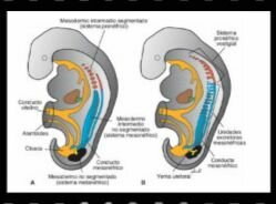 Mesonefros 21-25 días