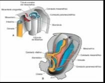 Cresta urogenital 5ta semana