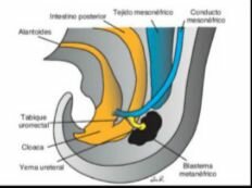 Metanefros 5ta semana