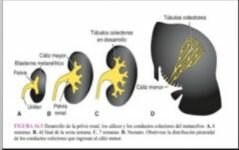Sistema colector 5ta semana