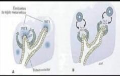 Regulación molecular del desarrollo del riñón 5ta semana