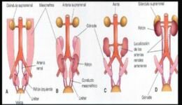 Porción del riñón 9na semana