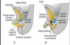Vejiga y uretra 4-7 semanas