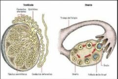 Testiculos 4-7 semanas