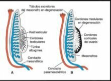 Conductos genitales 5-6 semanas