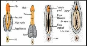 Genitales externos 3er semana