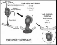 Descenso testicular 12-33 semanas