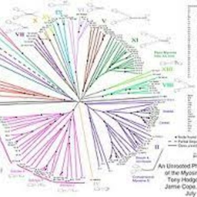 Timeline: Evolución de los árboles filogenéticos