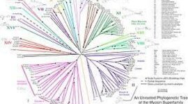 Timeline: Evolución de los árboles filogenéticos