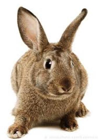 Herbivores or Primary Consumers