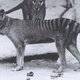 Tasmanian tiger