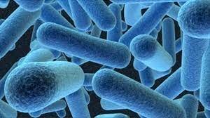 Organismes unicel·lulars