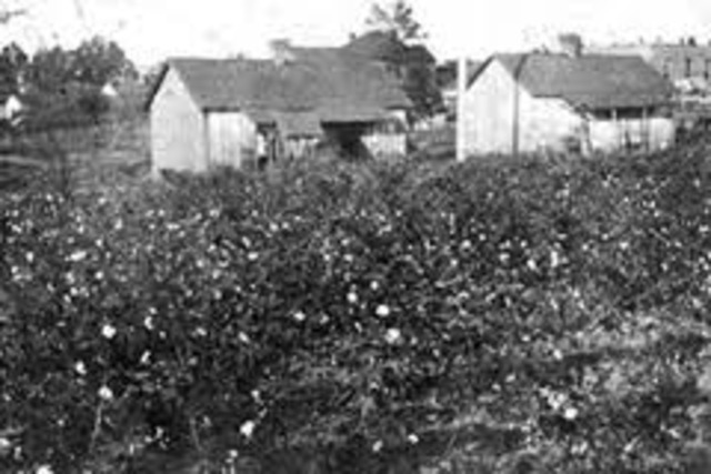 Working in cotton fields