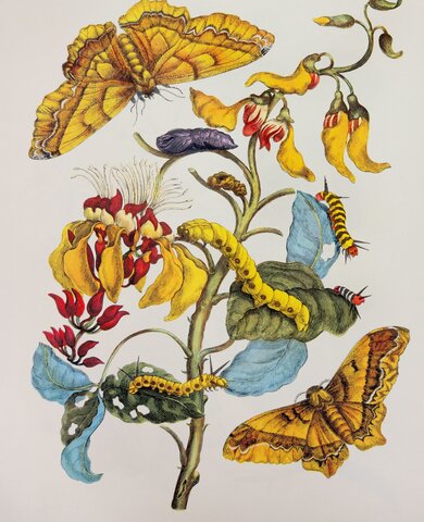 Maria Sibylla Merian