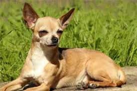 Adopte mi segundo perro.