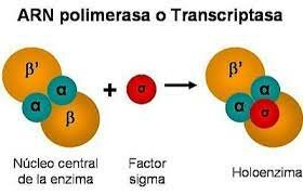 EVERO OCHO ARN-POLIMERASA