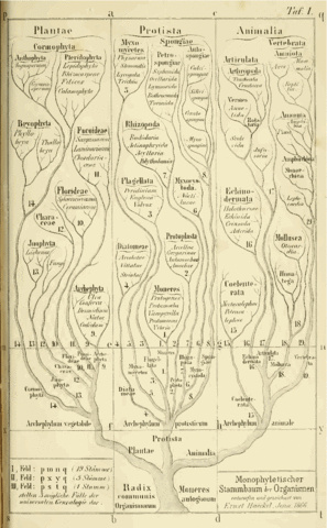Ernst Heinrich Philipp August Haeckel