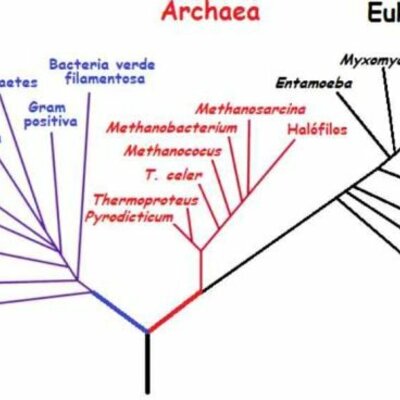 Timeline: Arbol filogenetico