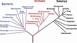 Timeline: Arbol filogenetico