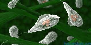 Organisme unicel·lular