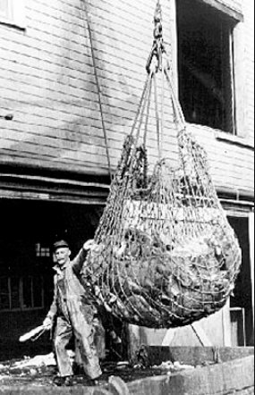 The Halibut Treaty (+1)