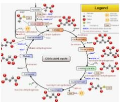 Ciclo de Krebs