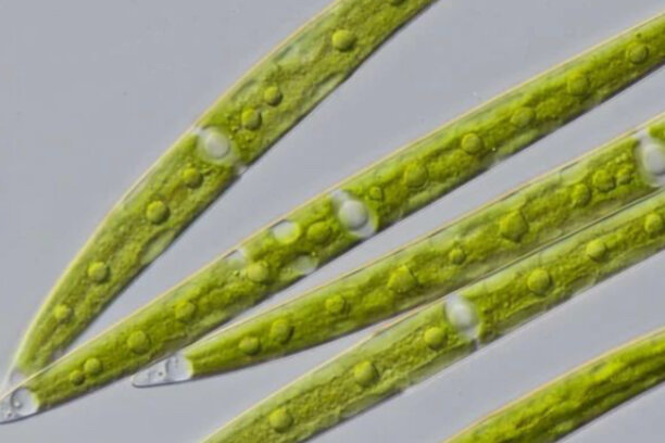 Primer organisme unicel·lular