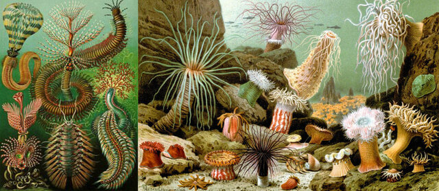 Primer organisme aquàtic pluricel·lular