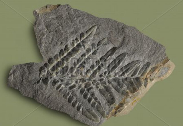 Primer organisme pluricel·lular vegetal en terra ferma