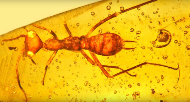 Primer organisme pluricel·lular animal en terra ferma