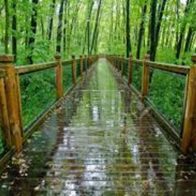 Timeline: UN DÍA EN EL BOSQUE