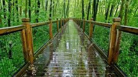 Timeline: UN DÍA EN EL BOSQUE