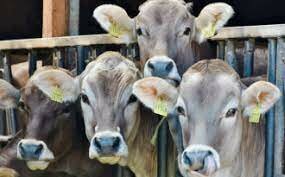 Las plantas y los animales se mecanizaron