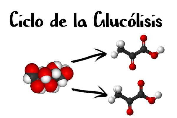 Glucólisis