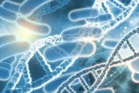 Primer ser vivo recombinante