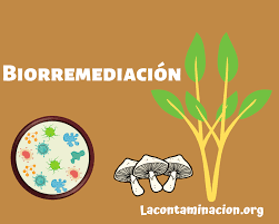 Biorremediación