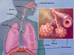 Michael Servetus- describes the circulatory system in the lungs