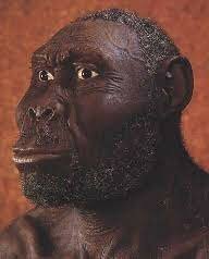 FASE HABILIS "HOMO RUDOLFENSIS"