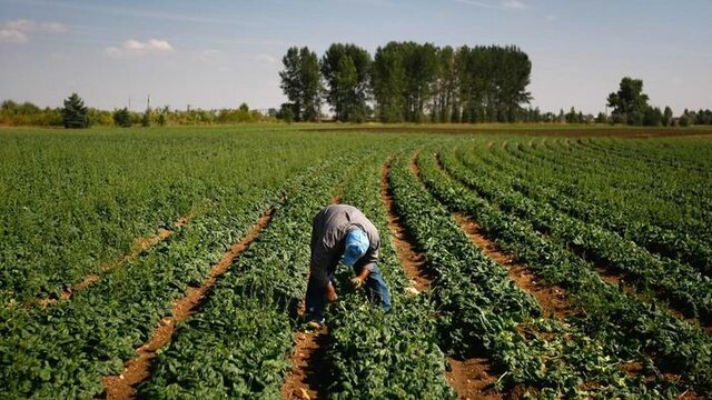 The kind of entrepreneuship that can be developed