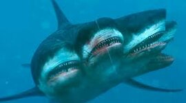 Timeline: Tiempo de Vida de los tiburones