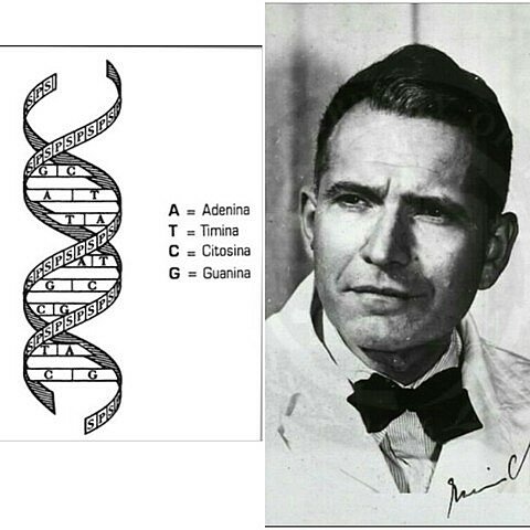 “Regla de Chargaff”